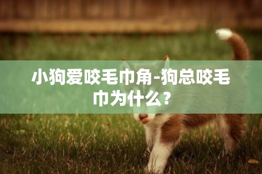 小狗愛咬毛巾角-狗總咬毛巾為什么？