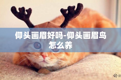 仰頭畫眉好嗎-仰頭畫眉鳥怎么養