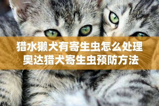 獵水獺犬有寄生蟲怎么處理 奧達獵犬寄生蟲預防方法