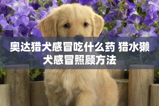 奧達獵犬感冒吃什么藥 獵水獺犬感冒照顧方法