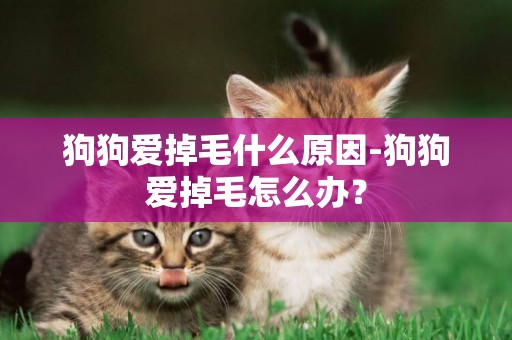 狗狗愛掉毛什么原因-狗狗愛掉毛怎么辦？