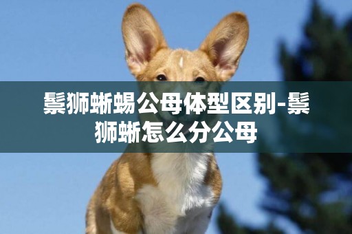 鬃獅蜥蜴公母體型區別-鬃獅蜥怎么分公母