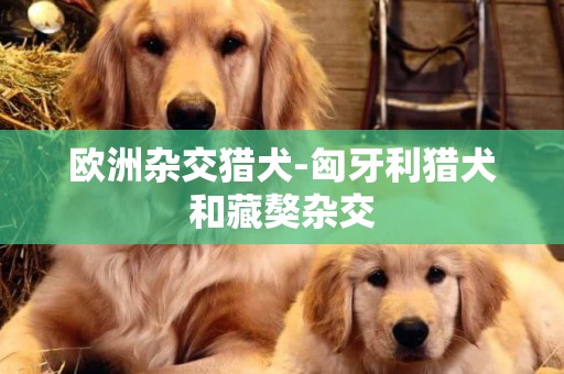 歐洲雜交獵犬-匈牙利獵犬和藏獒雜交