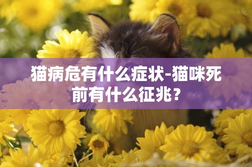 貓病危有什么癥狀-貓咪死前有什么征兆？