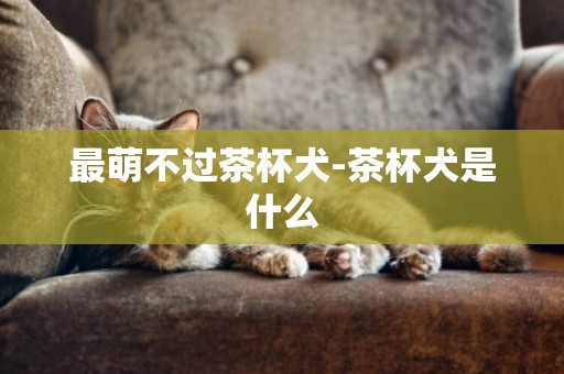 最萌不過茶杯犬-茶杯犬是什么
