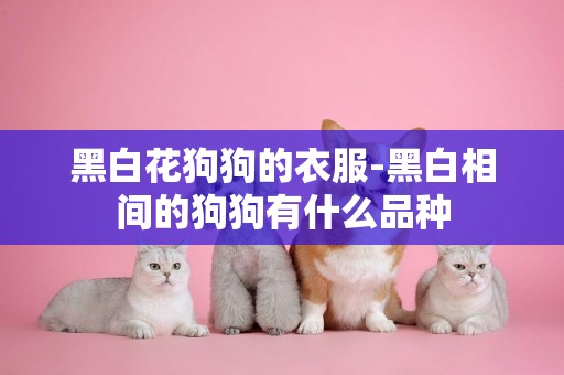黑白花狗狗的衣服-黑白相間的狗狗有什么品種