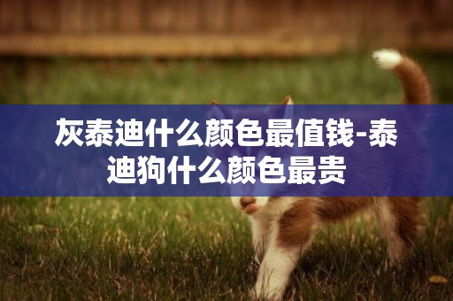 灰泰迪什么顏色最值錢-泰迪狗什么顏色最貴