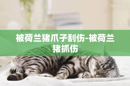 被荷蘭豬爪子刮傷-被荷蘭豬抓傷