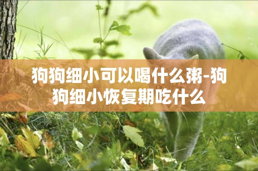 狗狗細小可以喝什么粥-狗狗細小恢復期吃什么