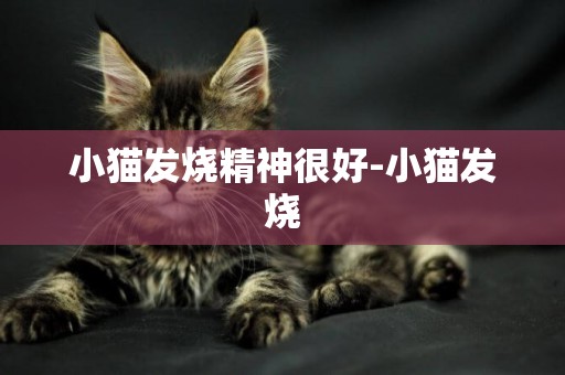 小貓發燒精神很好-小貓發燒