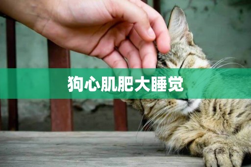 狗心肌肥大睡覺