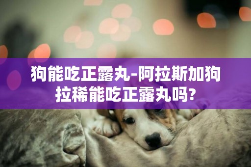 狗能吃正露丸-阿拉斯加狗拉稀能吃正露丸嗎?