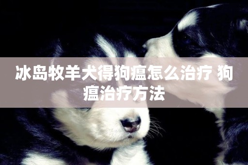 冰島牧羊犬得狗瘟怎么治療 狗瘟治療方法