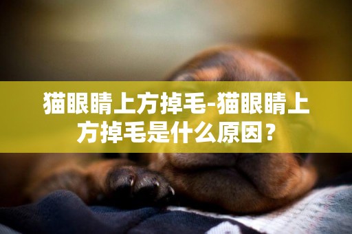 貓眼睛上方掉毛-貓眼睛上方掉毛是什么原因？