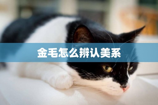 金毛怎么辨認美系