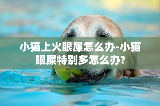 小貓上火眼屎怎么辦-小貓眼屎特別多怎么辦?