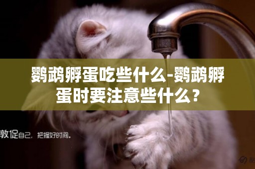 鸚鵡孵蛋吃些什么-鸚鵡孵蛋時要注意些什么？