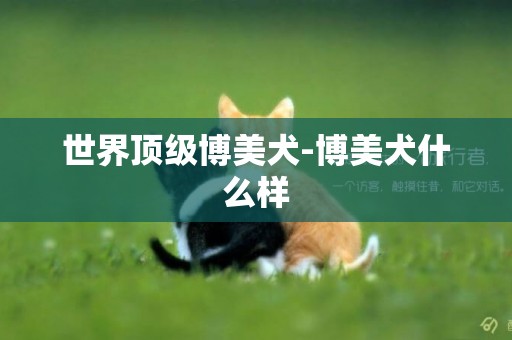 世界頂級博美犬-博美犬什么樣