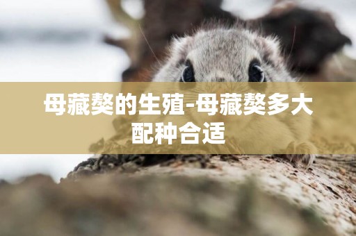 母藏獒的生殖-母藏獒多大配種合適