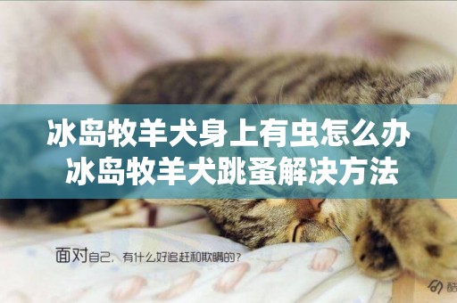 冰島牧羊犬身上有蟲怎么辦 冰島牧羊犬跳蚤解決方法