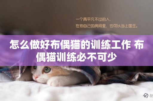 怎么做好布偶貓的訓練工作 布偶貓訓練必不可少