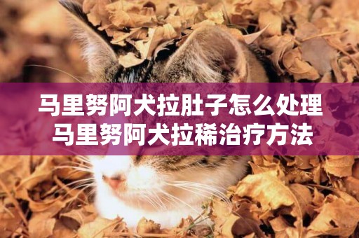 馬里努阿犬拉肚子怎么處理 馬里努阿犬拉稀治療方法