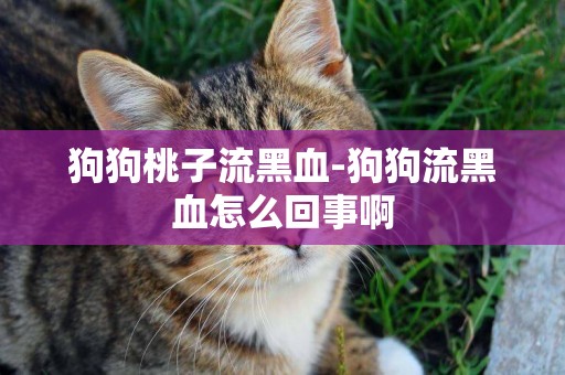 狗狗桃子流黑血-狗狗流黑血怎么回事啊