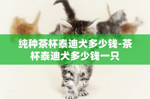 純種茶杯泰迪犬多少錢-茶杯泰迪犬多少錢一只