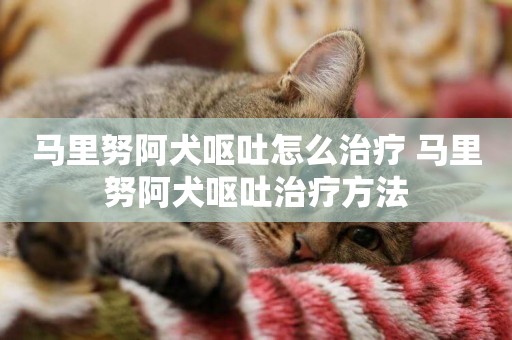 馬里努阿犬嘔吐怎么治療 馬里努阿犬嘔吐治療方法