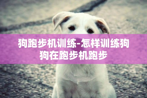 狗跑步機訓練-怎樣訓練狗狗在跑步機跑步
