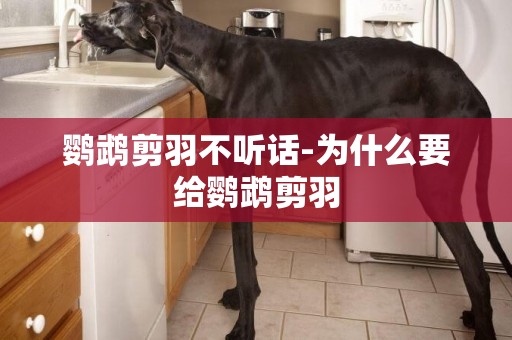 鸚鵡剪羽不聽話-為什么要給鸚鵡剪羽