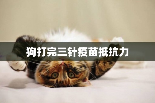 狗打完三針疫苗抵抗力