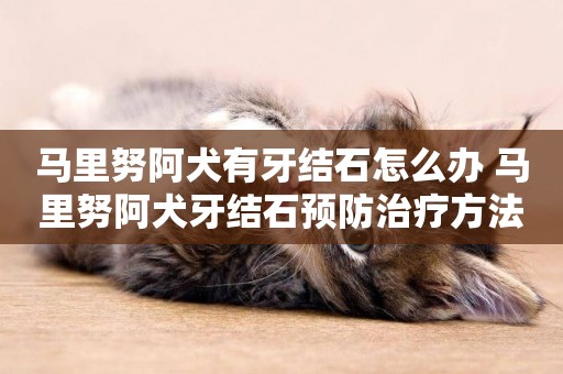 馬里努阿犬有牙結石怎么辦 馬里努阿犬牙結石預防治療方法