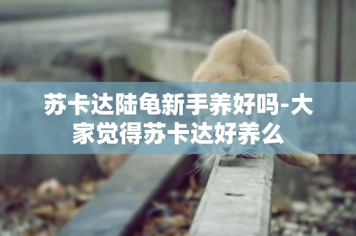 蘇卡達陸龜新手養好嗎-大家覺得蘇卡達好養么