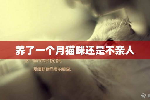 養了一個月貓咪還是不親人