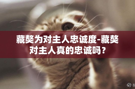藏獒為對主人忠誠度-藏獒對主人真的忠誠嗎？