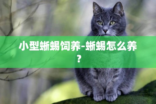 小型蜥蜴飼養-蜥蜴怎么養？