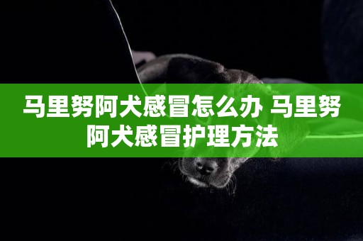 馬里努阿犬感冒怎么辦 馬里努阿犬感冒護理方法