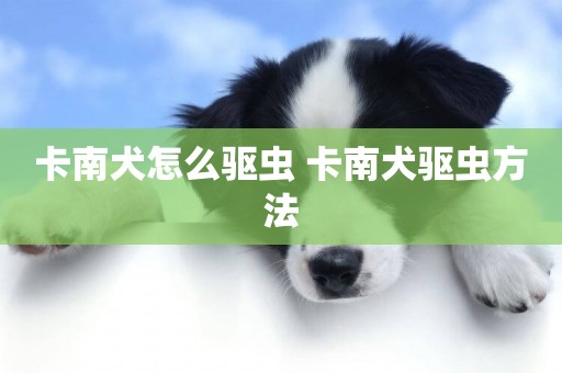 卡南犬怎么驅蟲 卡南犬驅蟲方法
