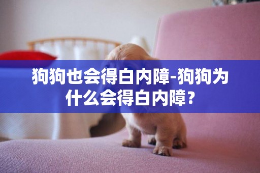 狗狗也會得白內障-狗狗為什么會得白內障？