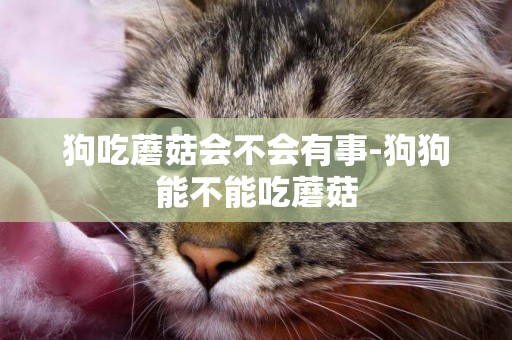 狗吃蘑菇會不會有事-狗狗能不能吃蘑菇