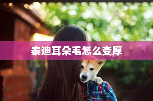 泰迪耳朵毛怎么變厚