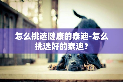 怎么挑選健康的泰迪-怎么挑選好的泰迪？