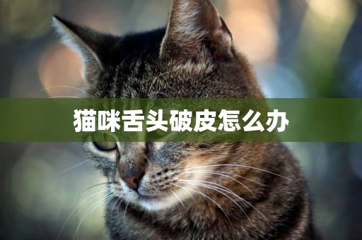 貓咪舌頭破皮怎么辦