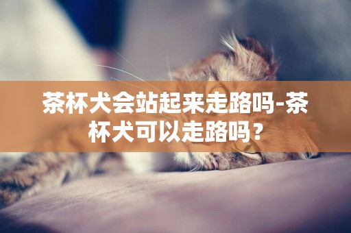 茶杯犬會站起來走路嗎-茶杯犬可以走路嗎？