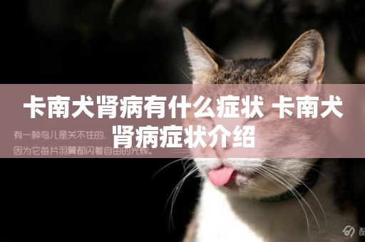 卡南犬腎病有什么癥狀 卡南犬腎病癥狀介紹