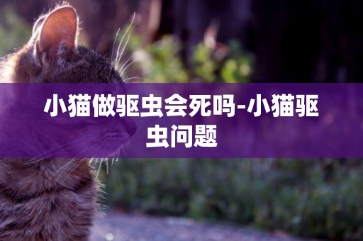 小貓做驅蟲會死嗎-小貓驅蟲問題