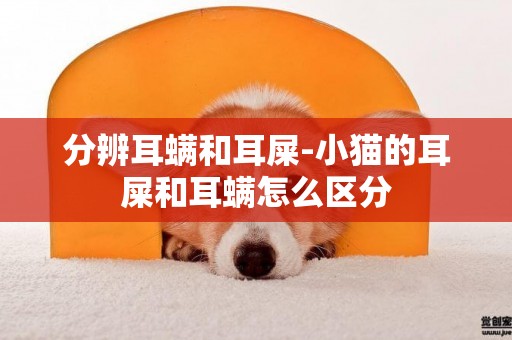 分辨耳螨和耳屎-小貓的耳屎和耳螨怎么區分