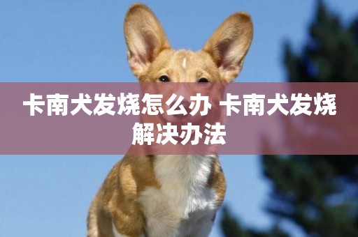 卡南犬發燒怎么辦 卡南犬發燒解決辦法