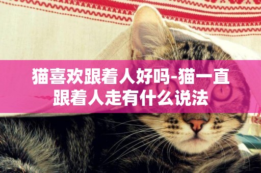 貓喜歡跟著人好嗎-貓一直跟著人走有什么說法